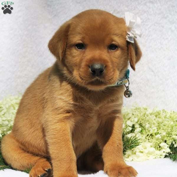 Summer Belle, Fox Red Labrador Retriever Puppy